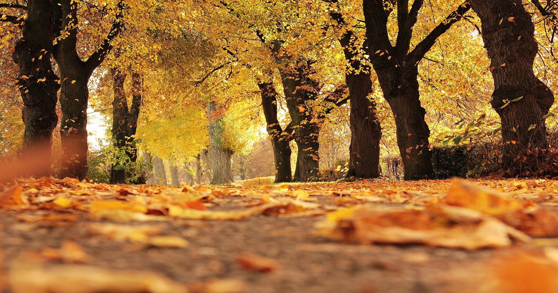 Foliage in autunno